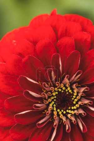 Foto de Primeros planos de flores rojas mayores. Mayores maduros flor, macro - Imagen libre de derechos