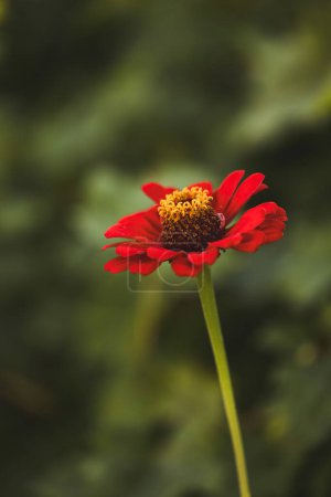 Foto de Primeros planos de flores rojas mayores. Mayores maduros flor, macro - Imagen libre de derechos
