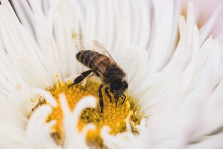 Foto de Flores polinizadoras de abejas, macrofotografía - Imagen libre de derechos
