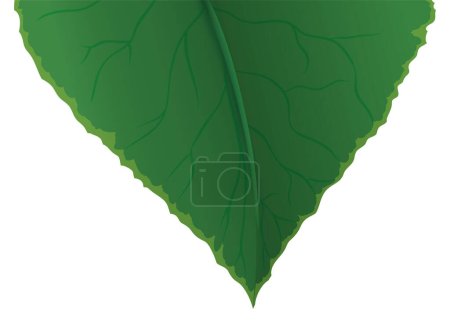 Illustration for Green leaf in foreground with details in veins, venules and midrib. Gradient effect design over white background. - Royalty Free Image