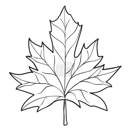 Illustration for Maple leaf detail with petiole, veins and midribs. Design in outlines for coloring. - Royalty Free Image