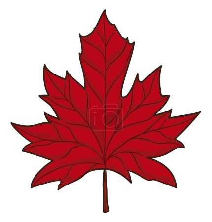 Detailed red maple leaf in cartoon style isolated on white background.