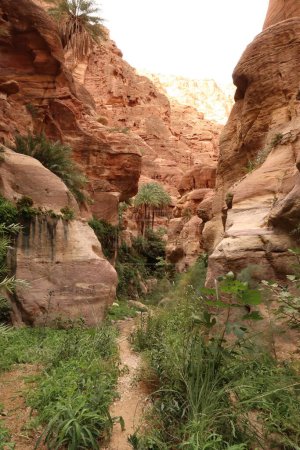 Photo for Tropical dense vegetation in the Wadi Ghuweir Canyon, Dana, Jordan 2021 - Royalty Free Image