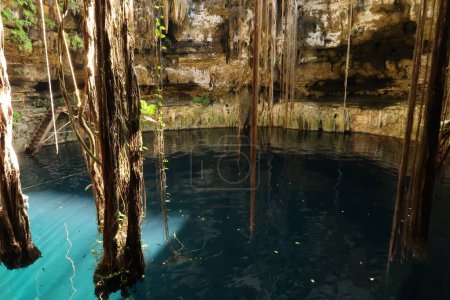 Foto de Lianas gigantes colgando en el agua del Cenote Oxman, cerca de Valladolid, México 2022 - Imagen libre de derechos