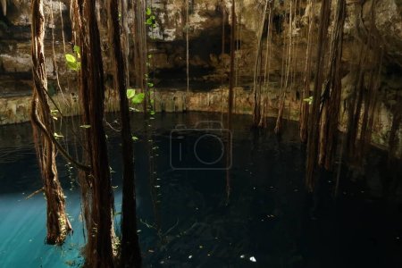 Foto de La vegetación abajo en el Cenote Oxman, lianas gigantes colgando en el agua, cerca de Valladolid, México 2022 - Imagen libre de derechos