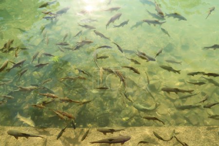Un montón de carpas, peces nadando en la piscina Balikligol, Piscina de Abraham junto a Halil Ul Rahman Camii Mezquita, Sanliurfa, Turquía 2022