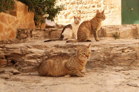 Téléchargez les photos : Trois chats se relaxant à l'ombre d'une petite ruelle dans la vieille ville de Mardin, Turquie 2022 - en image libre de droit