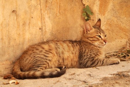 Cat relaxing in the shade of a small alleyway in the old town of Mardin, Turkey 2022