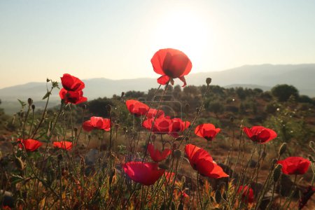 Ein Strauß roter Mohn blüht in der Nähe von Ephesus, Selcuk in der frühen Morgensonne, Türkei 2022