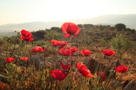 Un montón de amapolas de color rojo brillante floreciendo cerca de Éfeso, Selcuk en el sol de la madrugada, Turquía 2022