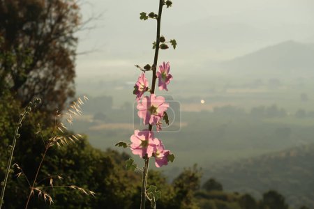 Hermosa rosa hollyhock floreciendo cerca de Éfeso en el sol de la madrugada, Selcuk, Turquía 2022