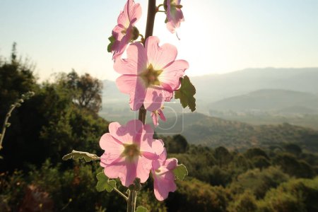 Hollyhock rosa floreciendo en el paisaje alrededor de Éfeso en el sol de la madrugada, Selcuk, Turquía 2022