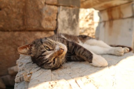 Téléchargez les photos : Chat relaxant à l'ombre sur le site archéologique d'Ephèse, Turquie 2022 - en image libre de droit