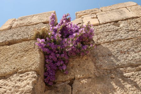 Lila Blumen wachsen an einer Wand der Ruinen der Basilika St. Johannes in Selcuk, in der Nähe von Ephesus, Türkei 2022