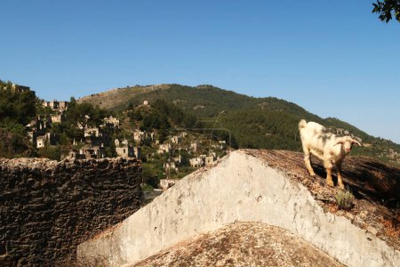 Ziege, die auf eines der verbliebenen Dächer des verlassenen Dorfes Kayakoy geklettert ist, um zu essen, in der Nähe von Fethiye, Türkei 2022