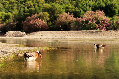 Foto de Dos patos nadando en la hermosa laguna en la playa junto a las ruinas del antiguo sitio de Olympos, Olympus, cerca de Antalya, Turquía 2022 - Imagen libre de derechos