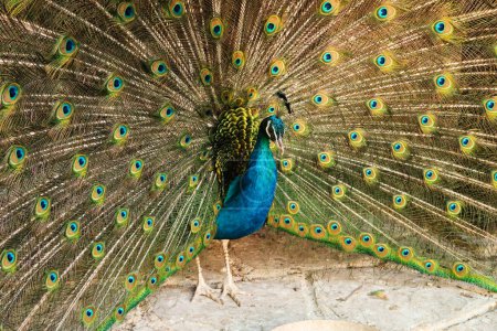 Majestueux paon de couleur bleu intense étalant ses plumes de queue, affichant son plumage coloré au monastère de Bachkovo, près de Plovdiv, Bulgarie 2022