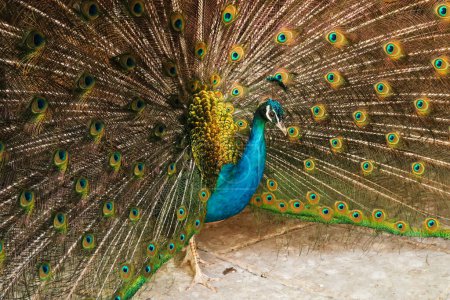 Beautiful peacock of intense blue color spreading its tail feathers, displaying its colorful plumage at the Bachkovo Monastery, close to Plovdiv, Bulgaria 2022
