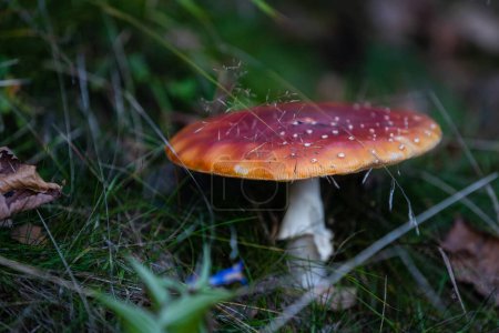 Photo for Amanita muscaria poisonous mushroom in the forest - Royalty Free Image