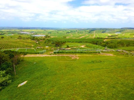Photo for Aerial image taken by a drone of a vineyard. Ideal if you are a wine merchant, a lover of vineyards, a viticulturist, you have a wine cellar and you love grapes and good old wine. - Royalty Free Image