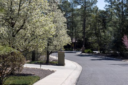 Foto de Primavera en Prescott, Arizona con el bosque en plena floración en una comunidad local - Imagen libre de derechos