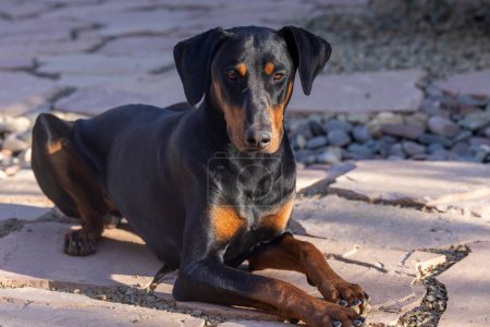 Photo for Eight month old Doberman puppy on a flastone patio in Arizona - Royalty Free Image