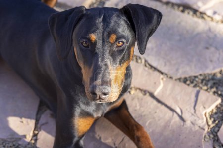 Cachorro Doberman de ocho meses en un patio flastone en Arizona