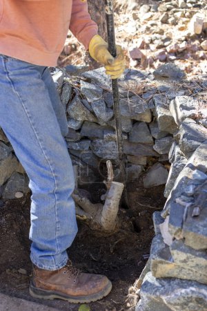 Landscaper using a iron rod to cut roots for a stump removal near a rock wall
