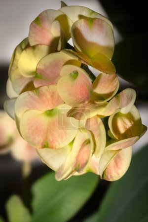 Pétalos de flores rosas y amarillas floreciendo en una planta de Euforbia Corona de Espinas 