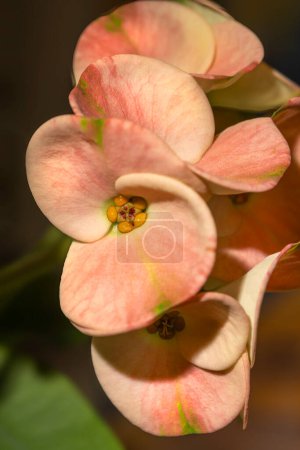 Pétalos de flores rosas y amarillas floreciendo en una planta de Euforbia Corona de Espinas 