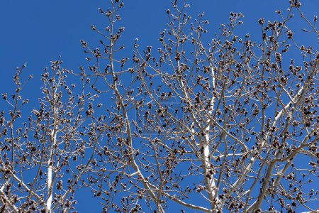 Blütenschoten blühen auf einem zitternden Aspen-Baum in Prescott, Arizona