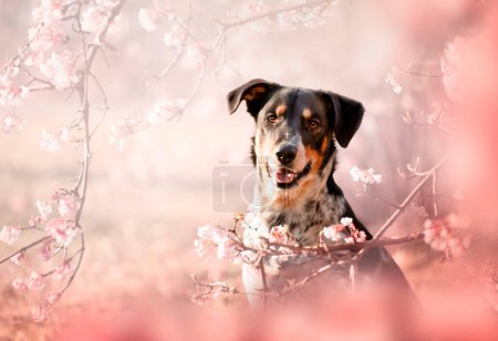Photo for Spring portrait of a dog in pink flowers. Spring is the most beautiful time. A dog is a man's best friend. - Royalty Free Image