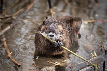 Téléchargez les photos : The river nutria is a larger rodent from the nutria family. River nutria sitting shyly by the river. - en image libre de droit
