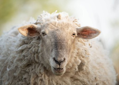 Portrait of a domestic sheep
