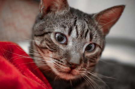 Retrato de un gato doméstico acostado en edredones.