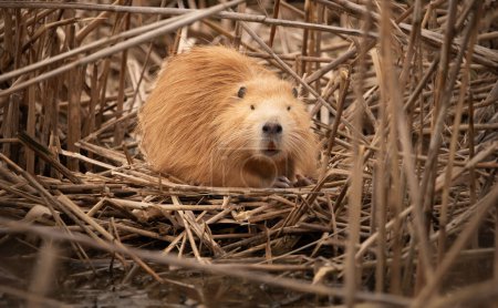 Photo for An albino river nutria captured sitting on the river bank in a tent. - Royalty Free Image