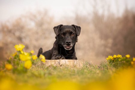 Retrato de primavera de un perro en las raras flores del perro vernal (Adonis vernalis). Retrato de un terrier patterdale.