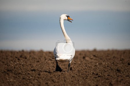 Cisne mudo en un paseo en la primavera