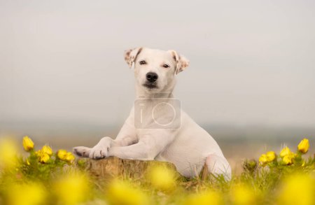 Frühlingsporträt eines Hundes in den seltenen Blüten des Frühlingshundes (Adonis vernalis). Porträt von Parson Russell Terrier. 
