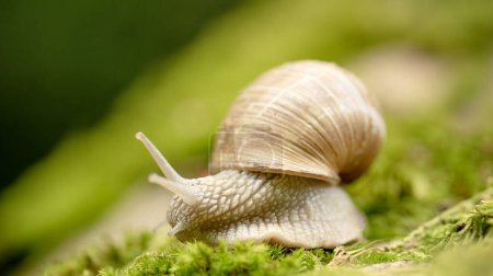 Garden snail (formerly common snail; obsolete common snail, garden snail, lat. Helix pomatia) It has a yellow-brown shell with dark stripes.