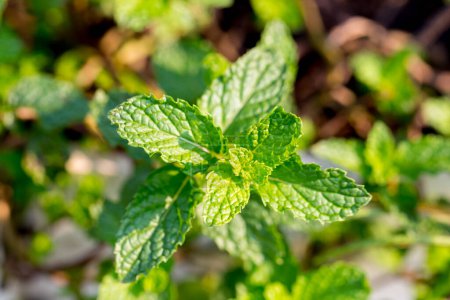 Photo for Peppermint. A bunch of green mint ,fresh green leaves in the backyard with space, background -Image. - Royalty Free Image