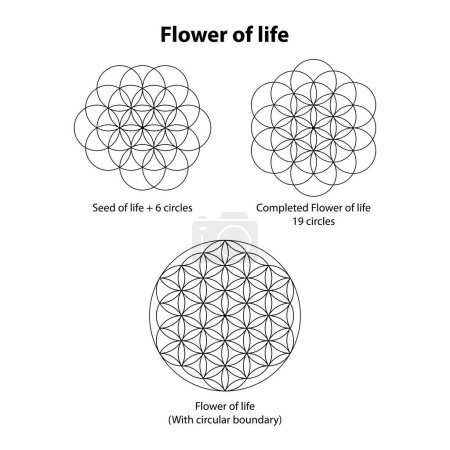 Illustration for Flower of life 6,19 and circle boundary. Sacred Geometry Vector Design Elements. the world of geometric mystic mandalas. intricately illustrations. - Royalty Free Image