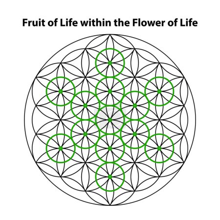 Illustration for Fruit of life. flower of life. Scared Geometry Vector Design Elements. This religion, philosophy, and spirituality symbols. the world of geometry with our intricate illustrations. - Royalty Free Image
