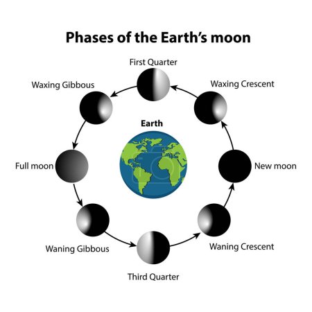 Ilustración vectorial del diagrama de fases lunares. sobre un fondo blanco,