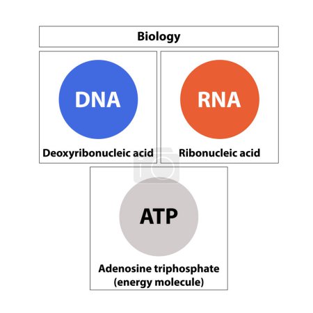 Ilustración de Biology DNA, RNA, and ATP Explanation (en inglés). vector - Imagen libre de derechos