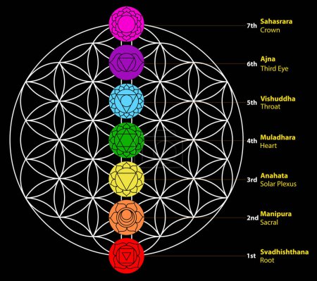 Téléchargez les illustrations : Sept chakras Ensemble de sept symboles de chakra avec des noms. Il s'agit de symboles de religion, de philosophie et de spiritualité. illustration vectorielle. sur fond - en licence libre de droit