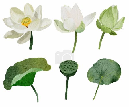 Illustration for Watercolor white lotus elements collection on white background isolated - Royalty Free Image