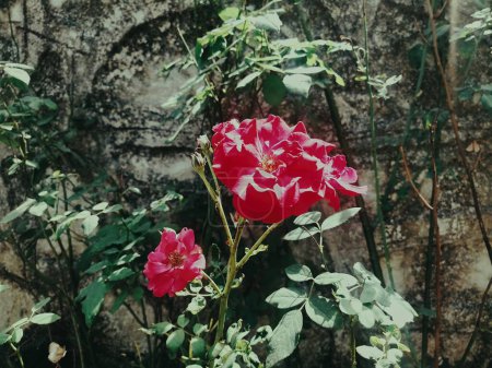 Dans un jardin enflammé de tons roses et rouges, la danse des fleurs et des feuilles peint une symphonie vibrante de la beauté de la nature