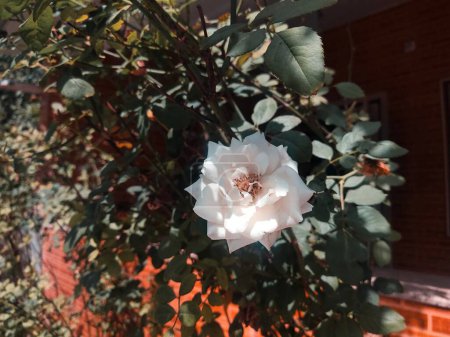 White rose for social media background