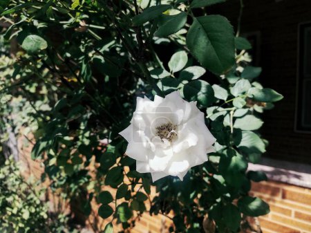 Weiße Rose für soziale Medien